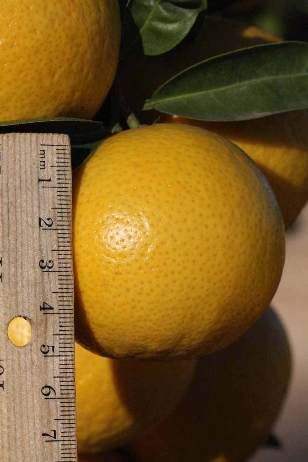            Fruit (Riverside, CA)   